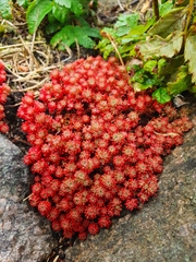 Sedum lydium