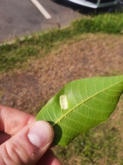 Aceria erinea