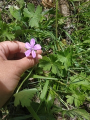 Geranium asphodeloides