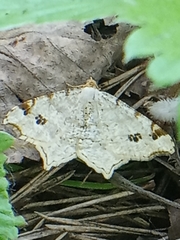 Macaria notata