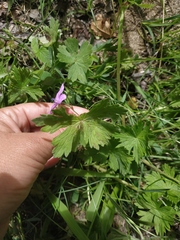 Geranium asphodeloides