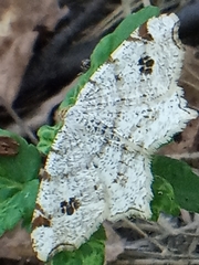 Macaria notata