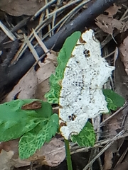 Macaria notata
