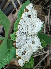 Macaria notata