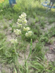 Dactylis glomerata