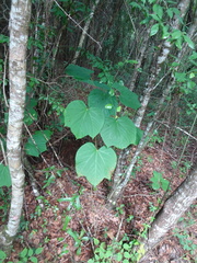 Vernicia fordii