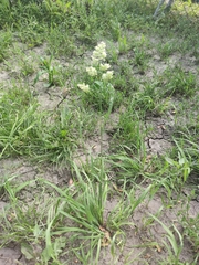 Dactylis glomerata