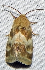 Schinia obscurata