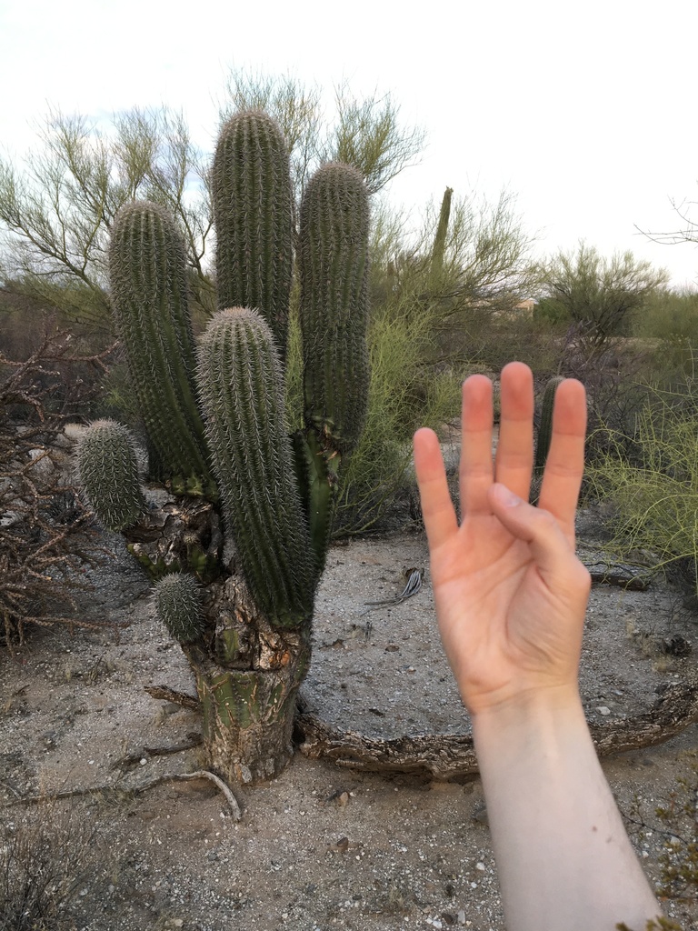 Carnegiea gigantea, W Oasis Rd, Tucson, AZ, US