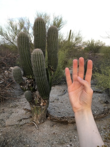 Saguaro Fruit
