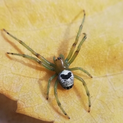 Bijoaraneus mitificus