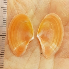 Bosemprella incarnata