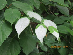 Actinidia polygama