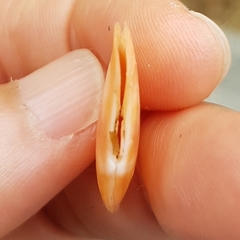 Bosemprella incarnata