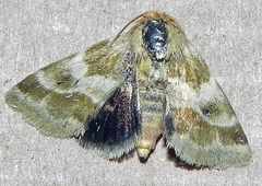 Schinia obscurata