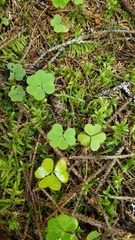 Oxalis montana image