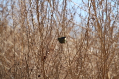 Spinus magellanicus