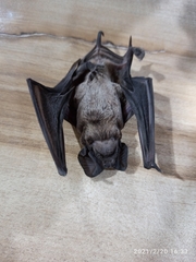 Molossidae