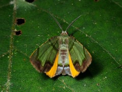 Achrosis innotata