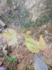 Sargentodoxa cuneata