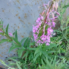 Chamaenerion angustifolium