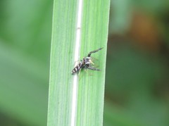 Mendoza elongata