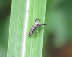 Mendoza elongata