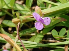 Murdannia spirata