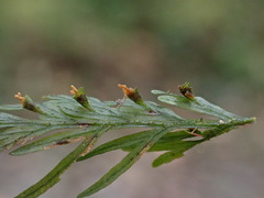 Callistopteris apiifolia
