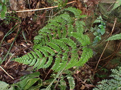 Arachniodes nigrospinosa