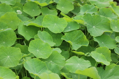 Tropaeolum majus image