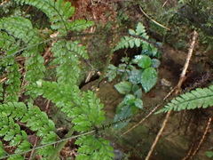 Arachniodes nigrospinosa