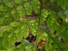 Arachniodes nigrospinosa