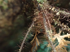 Callistopteris apiifolia