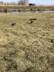 Fulica atra