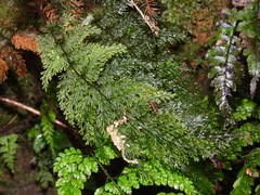 Callistopteris apiifolia