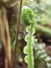 Plagiogyria stenoptera