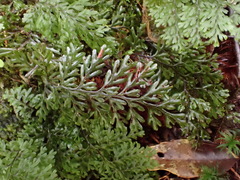 Hymenophyllum devolii