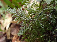 Hymenophyllum devolii