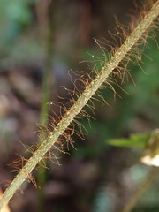 Callistopteris apiifolia