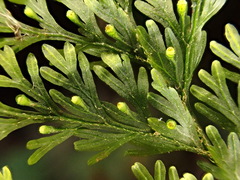 Callistopteris apiifolia