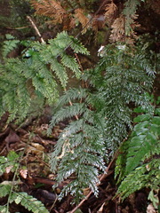 Callistopteris apiifolia