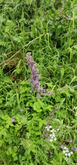 Aconitum septentrionale
