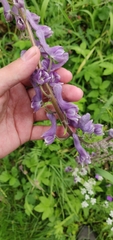 Aconitum septentrionale