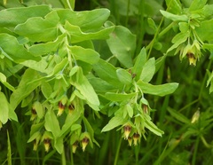 Cerinthe minor auriculata