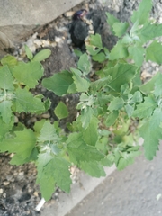 Chenopodium album