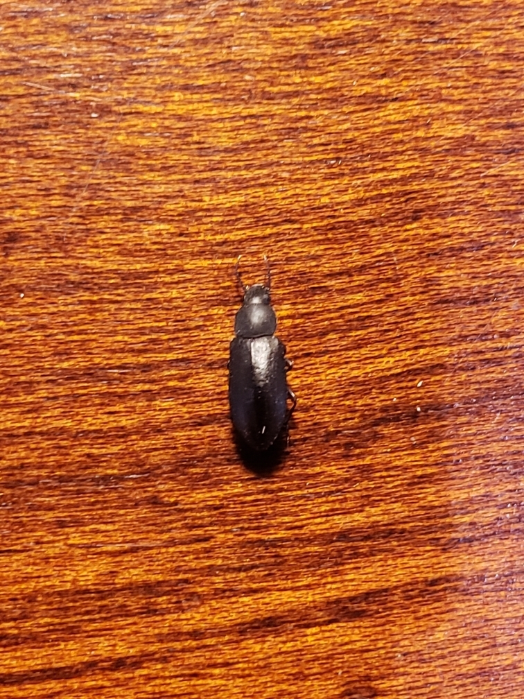 Cyphostethe