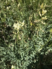 Astragalus reventiformis