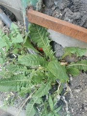 Taraxacum officinale