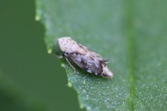 Latalus